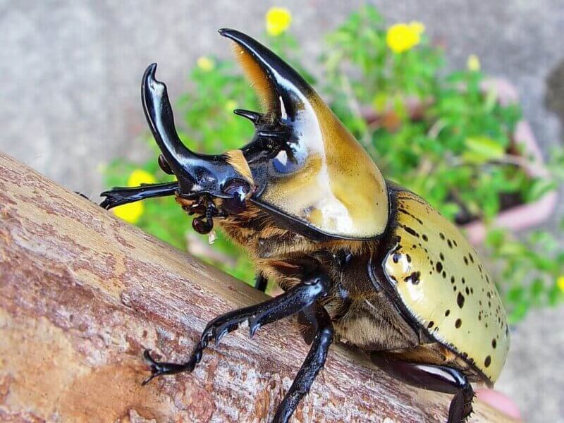 ティティウスシロカブト