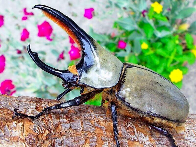 グラントシロカブト