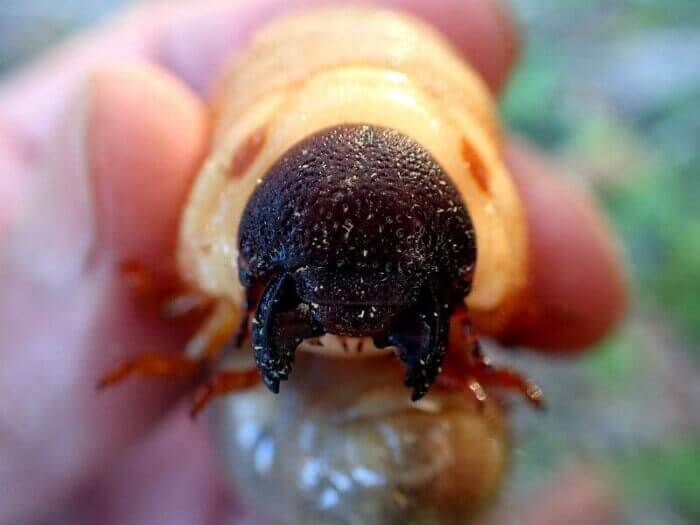 国産カブトムシ　幼虫