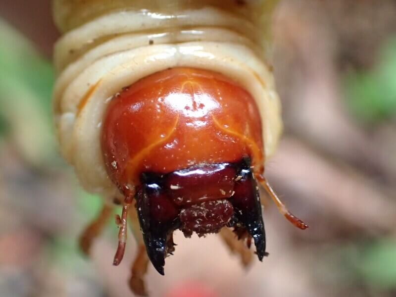 国産オオクワ幼虫