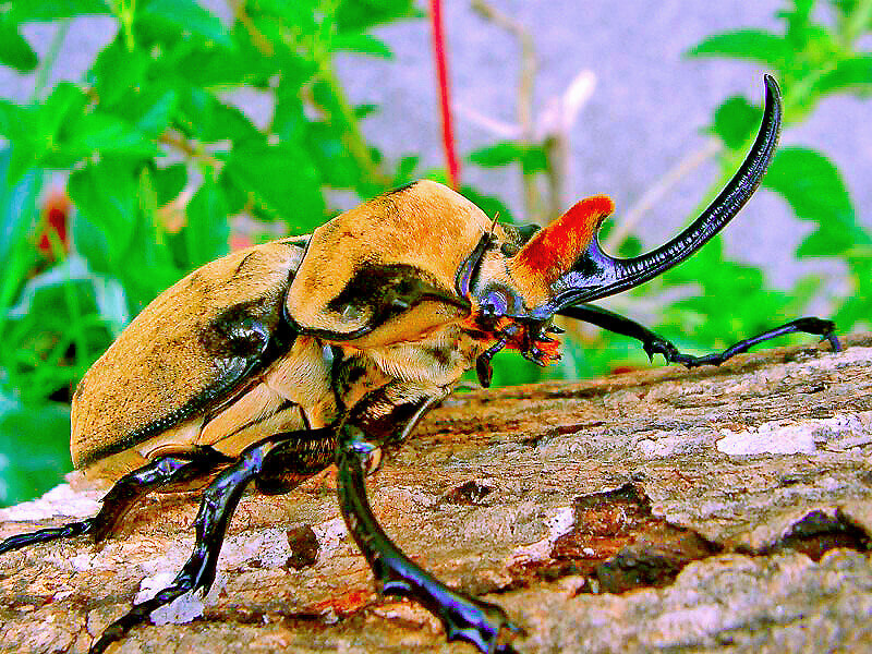 オキシデンタリスゾウカブト