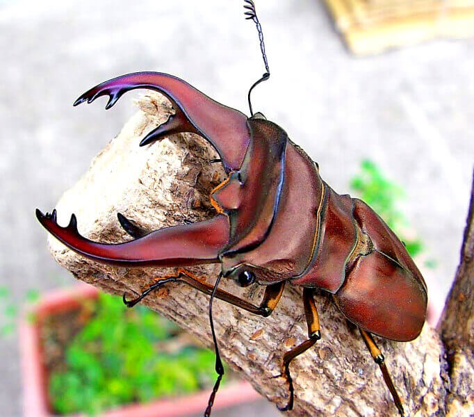 カウピホソアカクワガタ