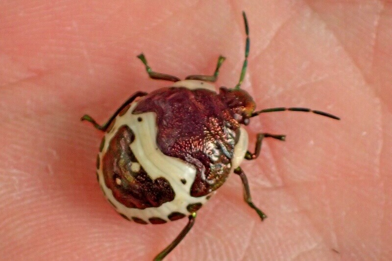 アカスジキンカメムシの幼体