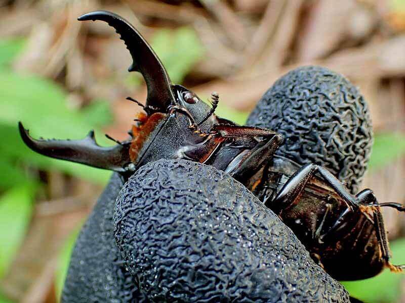 国産ヒラタクワガタ