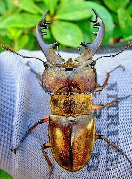 クワガタ野外採集記（昆虫採集記）2023年 超美個体ミヤマクワガタ現る