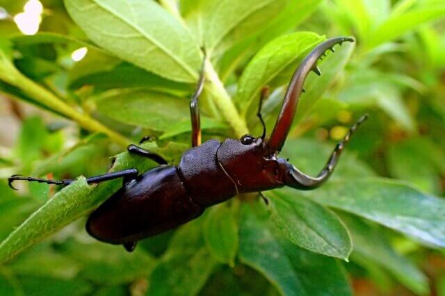 クワガタ野外採集記（昆虫採集記）2023年 超美個体ミヤマクワガタ現る