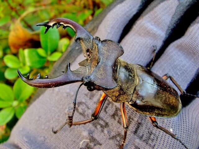 国産ミヤマクワガタ