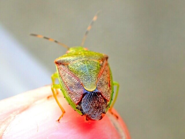 チャバネアオカメムシ