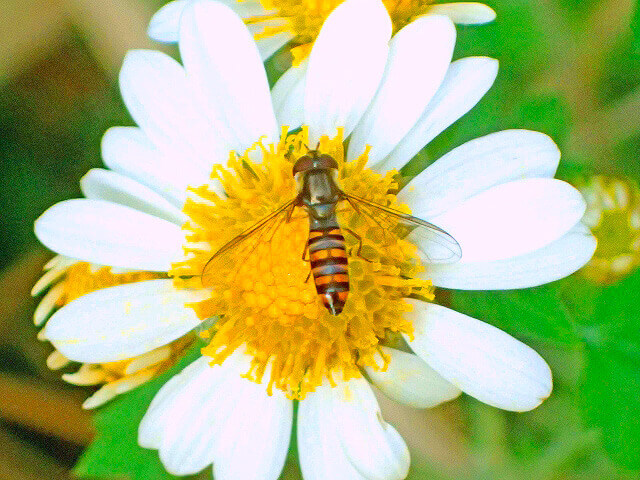 ホソヒラタアブ