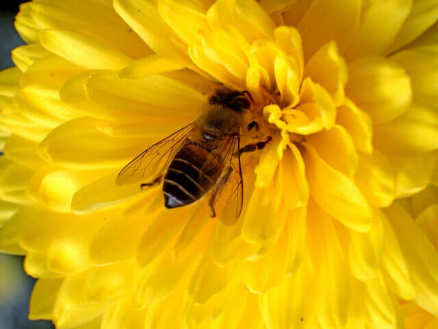 ニホンミツバチ