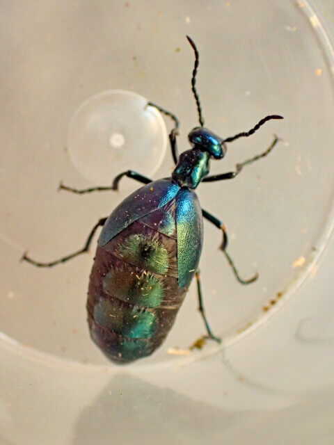 ツチハンミョウ