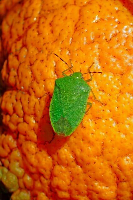 ミナミアオカメムシ