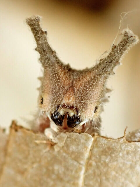 ゴマダラチョウ幼虫