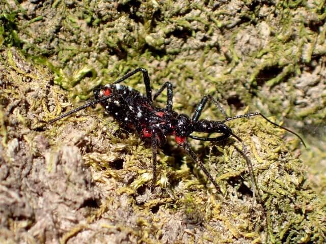 ヨコヅナサシガメ幼虫