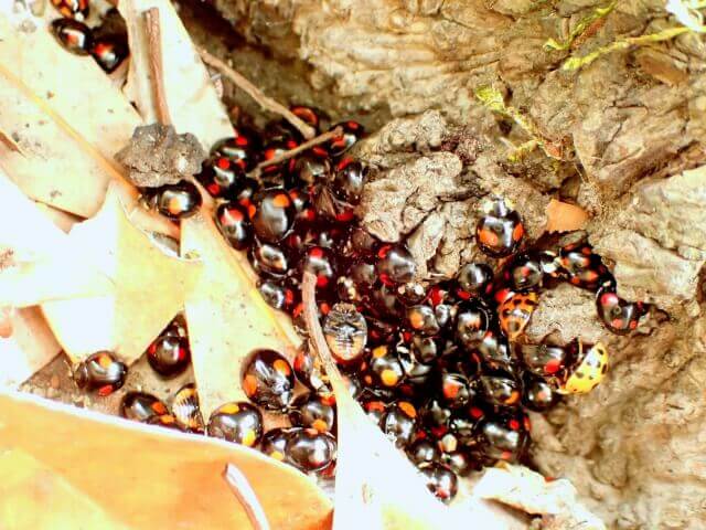 ナミテントウ(集団越冬個体群)