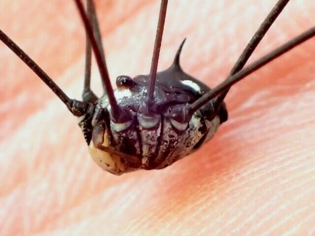 ギンボシザトウムシ