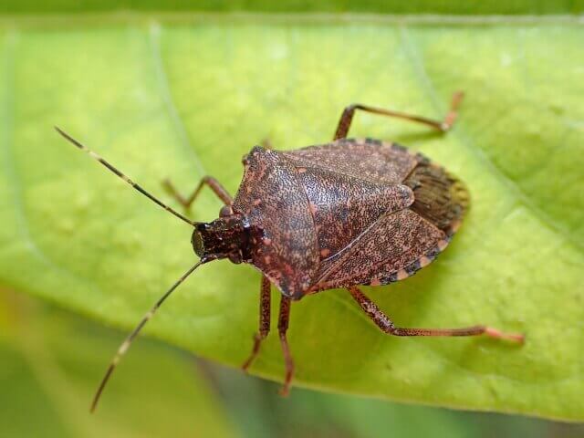 クサギカメムシ
