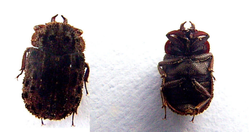 マダラクワガタ