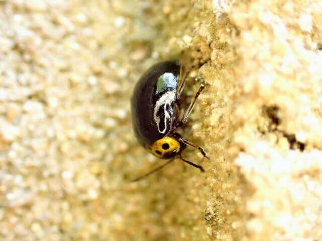 イチモンジハムシ