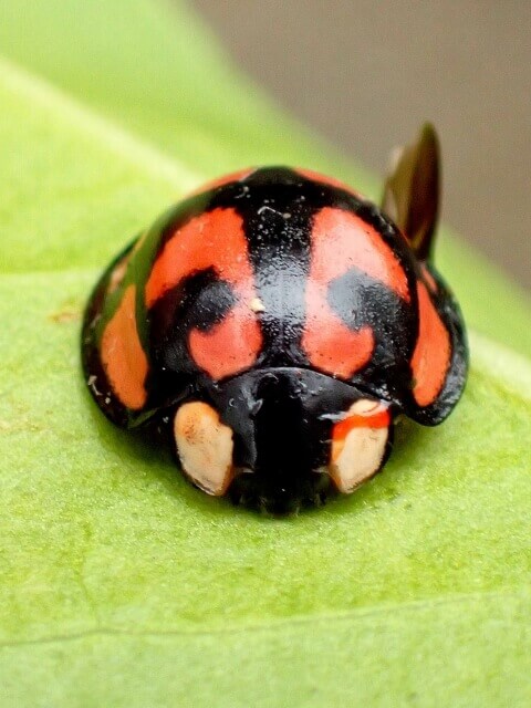 カメノコテントウ