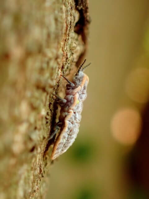 オオワラジカイガラムシ♀