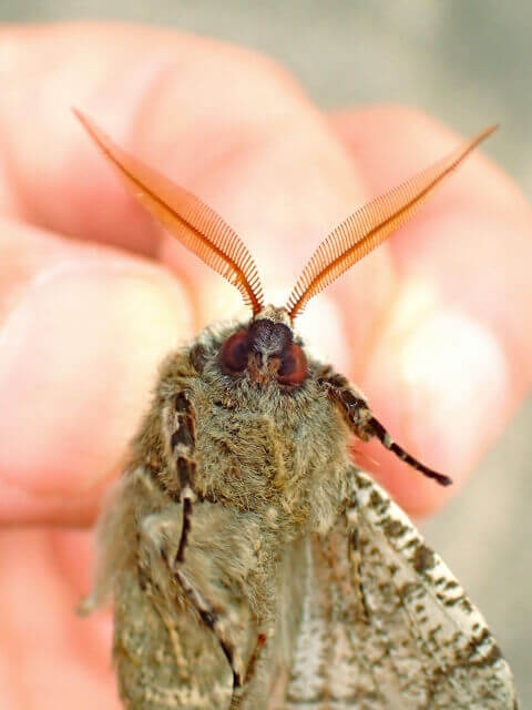 トビモンオオエダシャク