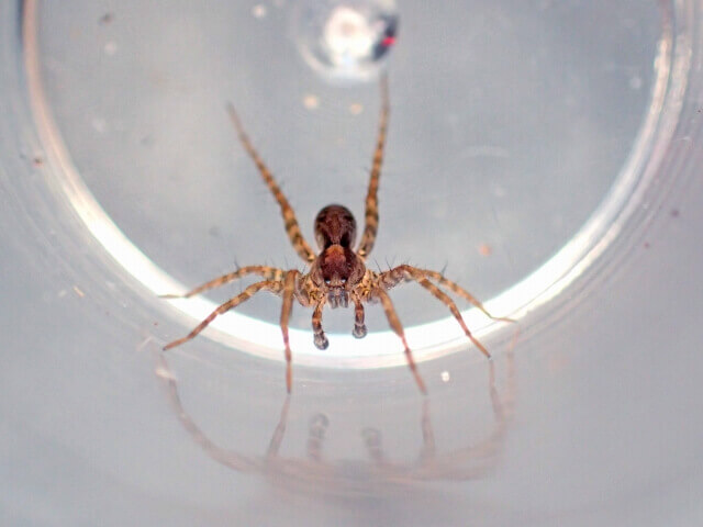 イナダハリゲコモリグモ