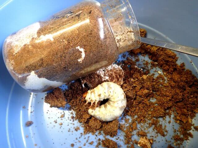 オオクワガタ　菌糸ビン交換