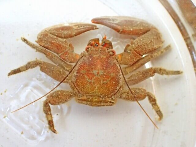 イソカニダマシ