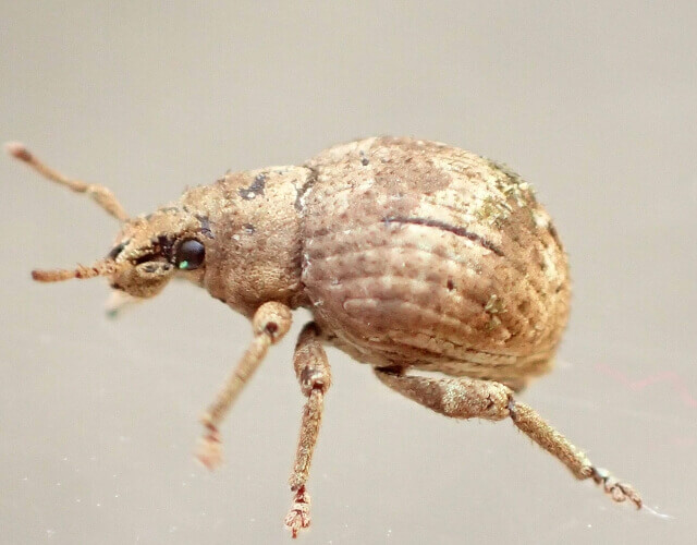 スグリゾウムシ