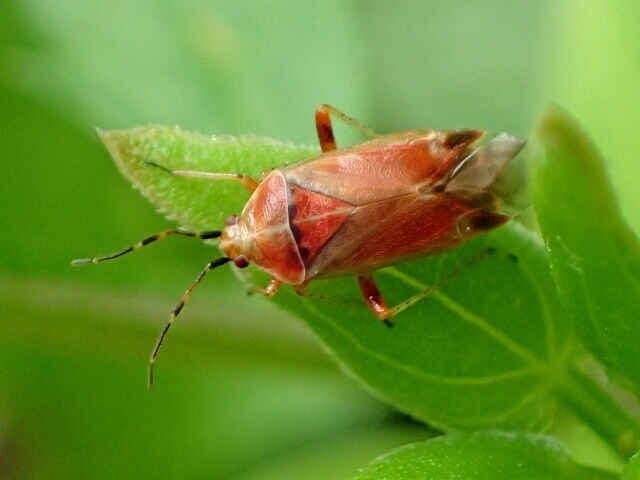 コブヒゲカスミカメ