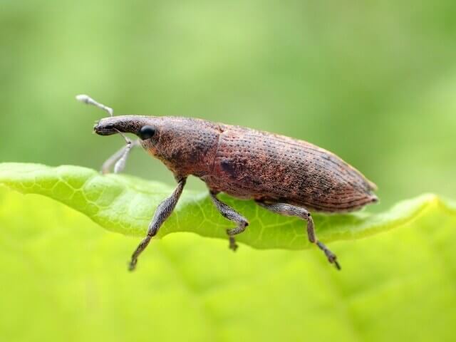 カツオゾウムシ