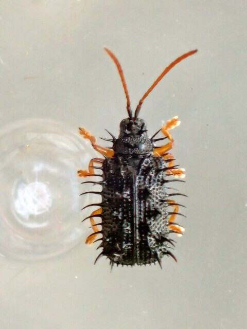 イッシキトゲハムシ