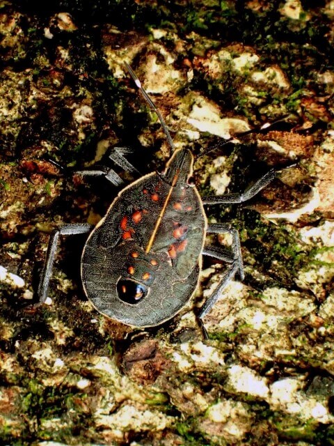 キマダラカメムシ幼虫