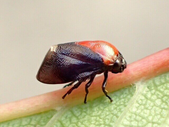 ムネアカアワフキ