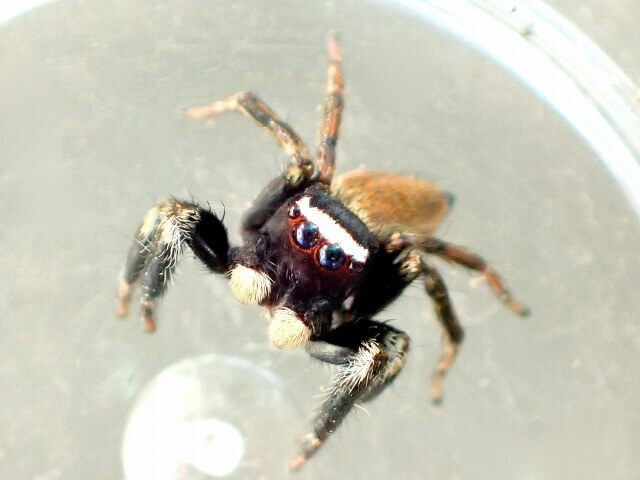 マミジロハエトリ