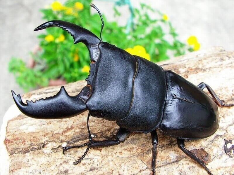 スマトラオオヒラタクワガタ