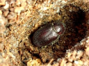 マグソクワガタ