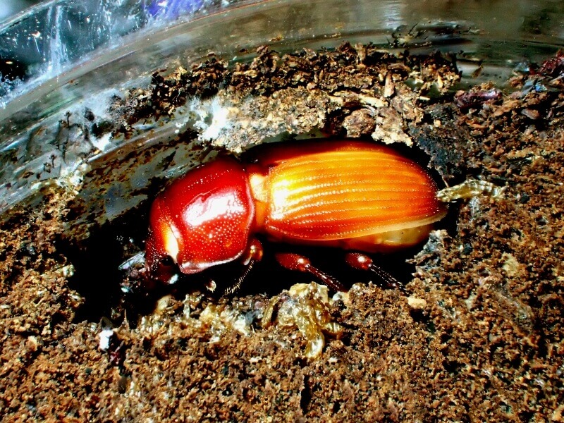 ルイスツノヒョウタンクワガタ