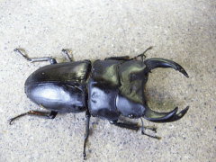 オオクワガタの越冬、冬眠03