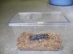 オオクワガタの越冬、冬眠05