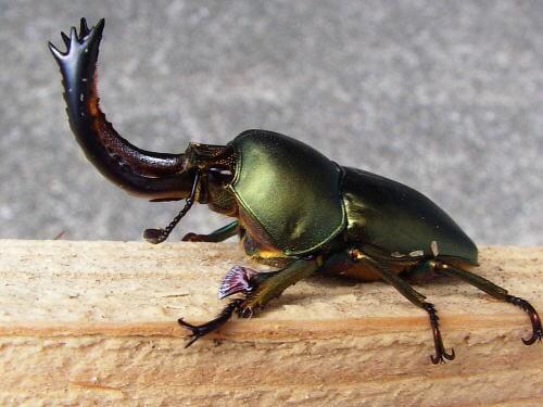 パプアキンイロクワガタ