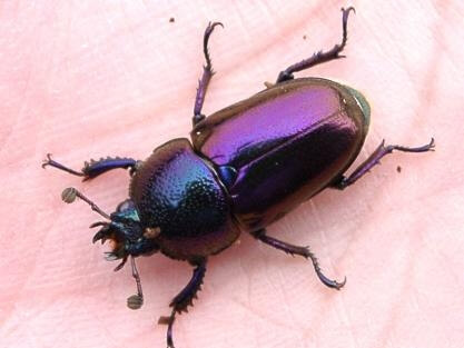 パプアキンイロクワガタ