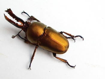 パプアキンイロクワガタ