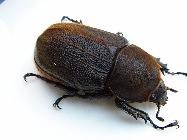 ヘラクレス・ヘラクレス