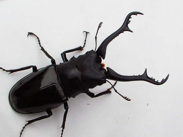 ギラファノコギリクワガタ マキタイ