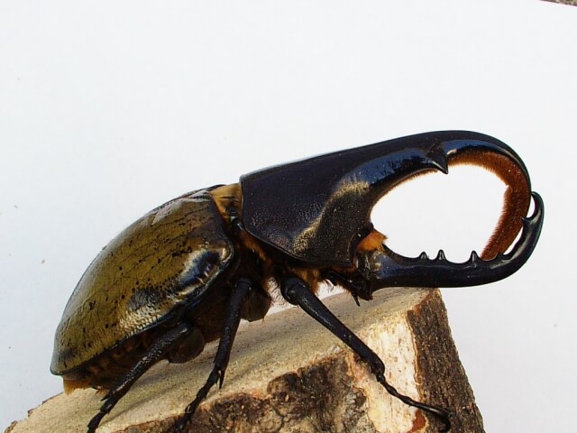 ヘラクレス・ヘラクレス　蛹室　角曲がり