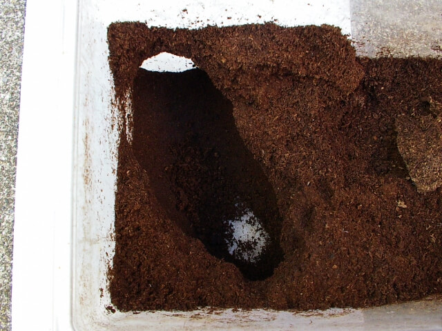 ヘラクレス・ヘラクレス 蛹室 角曲がり