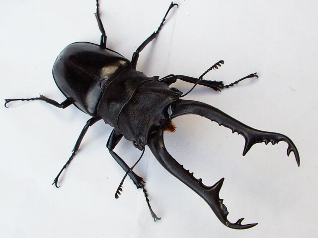 ギラファノコギリクワガタ　インド