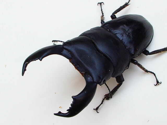 スマトラオオヒラタクワガタ